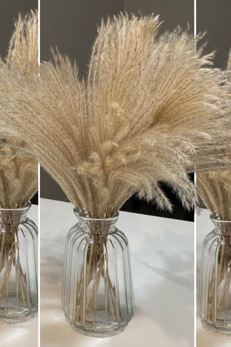 Dried pampas grass arranged in clear glass vases, perfect for home decor and styling.