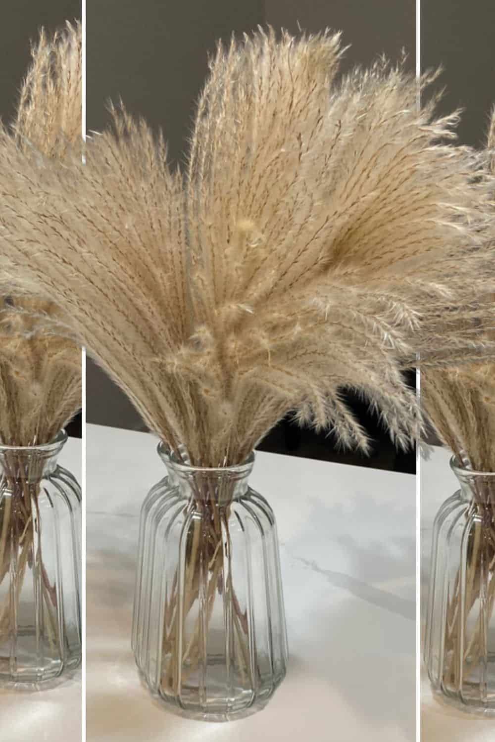 Dried pampas grass arranged in clear glass vases, perfect for home decor and styling.