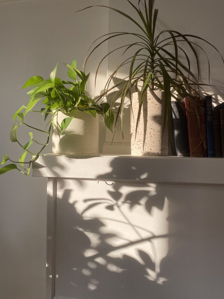 house plants